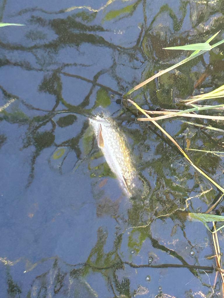 Sauerstoffmangel 2023